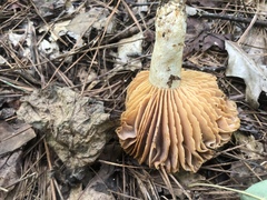 Russula earlei