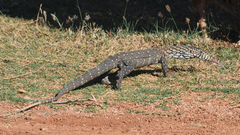 Varanus giganteus