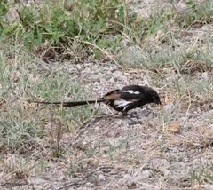 Lanius melanoleucus