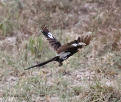Lanius melanoleucus