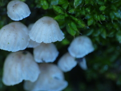 Mycena corticola