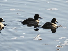 Aythya fuligula