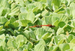 Aethriamanta nymphaeae