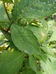 Golovinomyces cichoracearum
