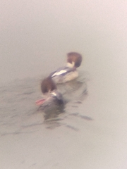 Mergus merganser