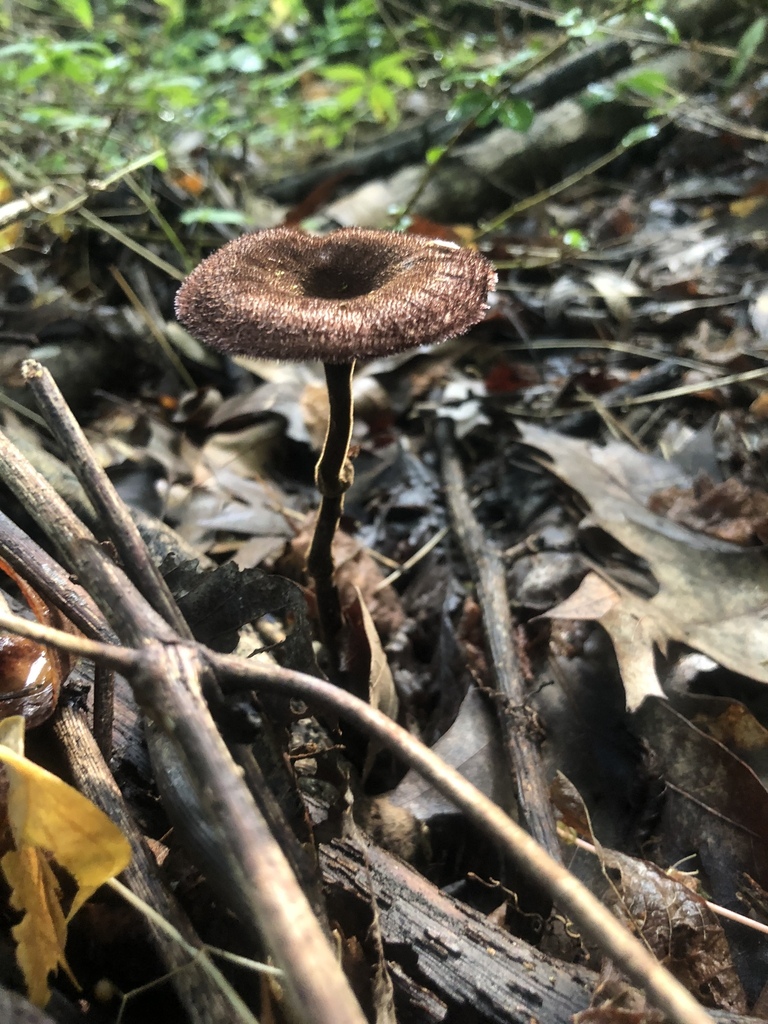Panus tephroleucus