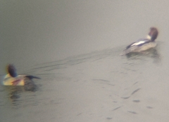 Mergus merganser