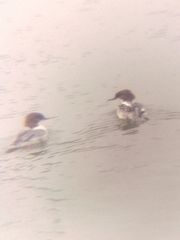 Mergus merganser