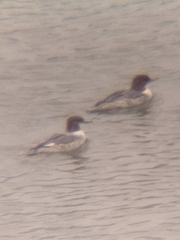 Mergus merganser