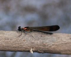 Heliocypha bisignata