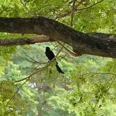 Dicrurus macrocercus harterti