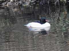 Mergus merganser