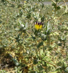 Cousinia polycephala