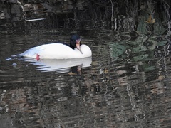 Mergus merganser