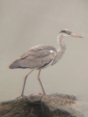 Ardea cinerea