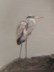 Ardea cinerea