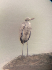 Ardea cinerea