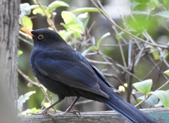 Turdus merula aterrimus