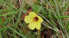 Hibiscus aethiopicus