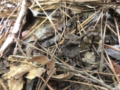 Craterellus calyculus