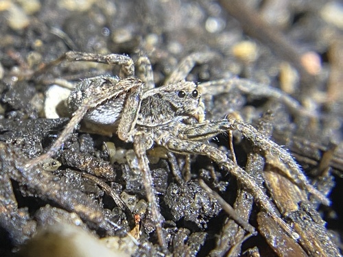 Western Variable Wolf Spider