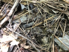 Craterellus calyculus