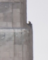Falco peregrinus