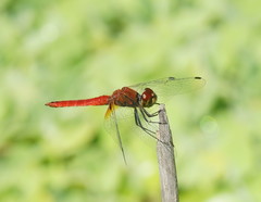 Aethriamanta nymphaeae