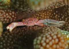 Trapezia rufopunctata