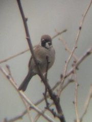 Passer montanus