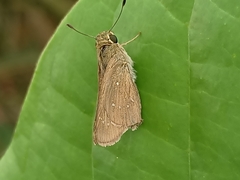 Pelopidas mathias