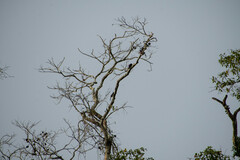 Pteroglossus pluricinctus