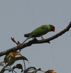 Psittacula cyanocephala