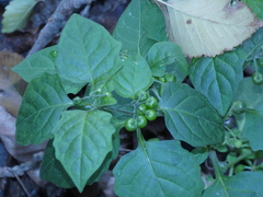 Solanum nigrum