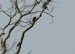 Pteroglossus pluricinctus