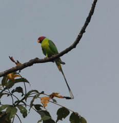 Psittacula cyanocephala