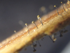 Chaenotheca xyloxena