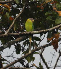 Psittacula cyanocephala