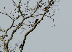 Pteroglossus pluricinctus