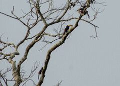 Pteroglossus pluricinctus