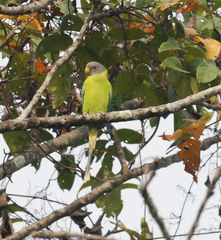 Psittacula cyanocephala