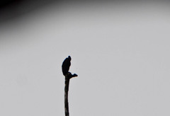 Cathartes melambrotus