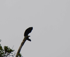 Cathartes melambrotus