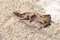 Anisochoria minorella