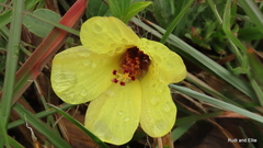 Hibiscus aethiopicus