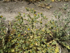 Cousinia polycephala