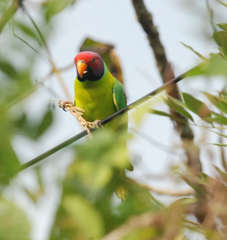 Psittacula cyanocephala