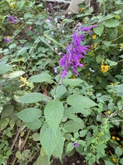 Salvia purpurea image