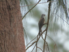 Cacomantis merulinus