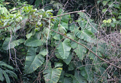 Philodendron deflexum
